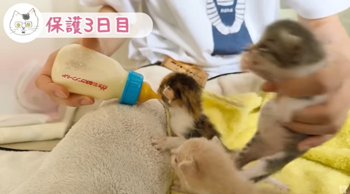 引きはがされる子猫