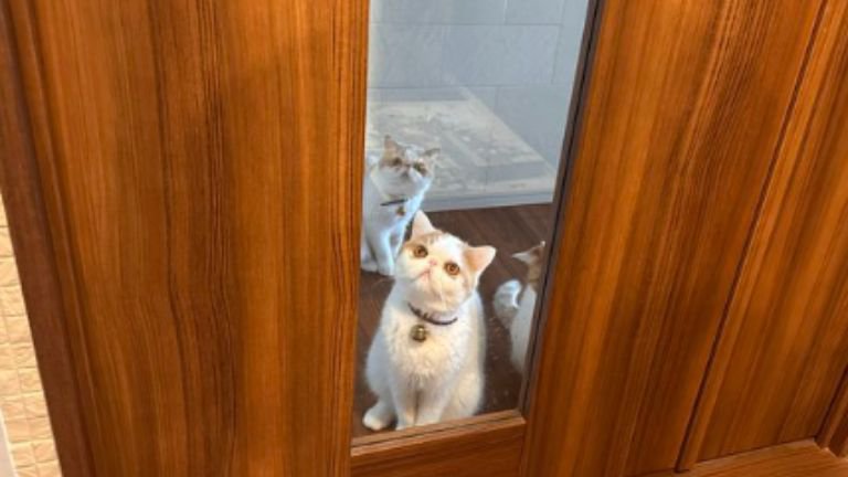 ドアの前にいる猫たち