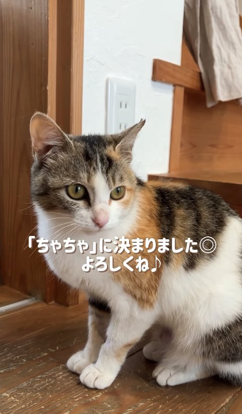 フローリングの上でお座りをしている猫
