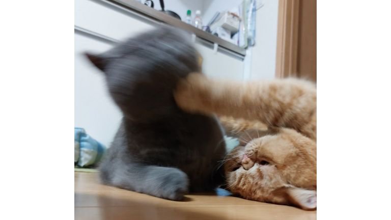 ケンカする猫たち