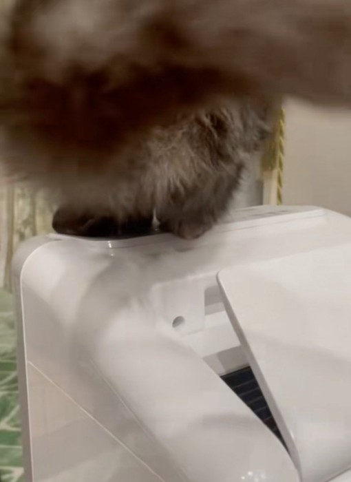 脱臭機の上に座る猫