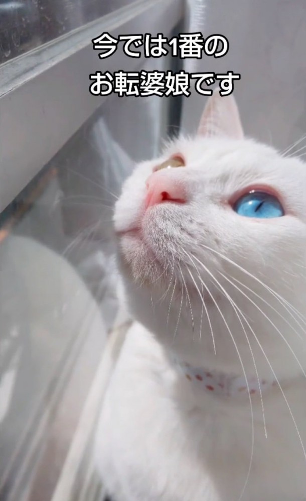 窓の外を見るオッドアイの猫