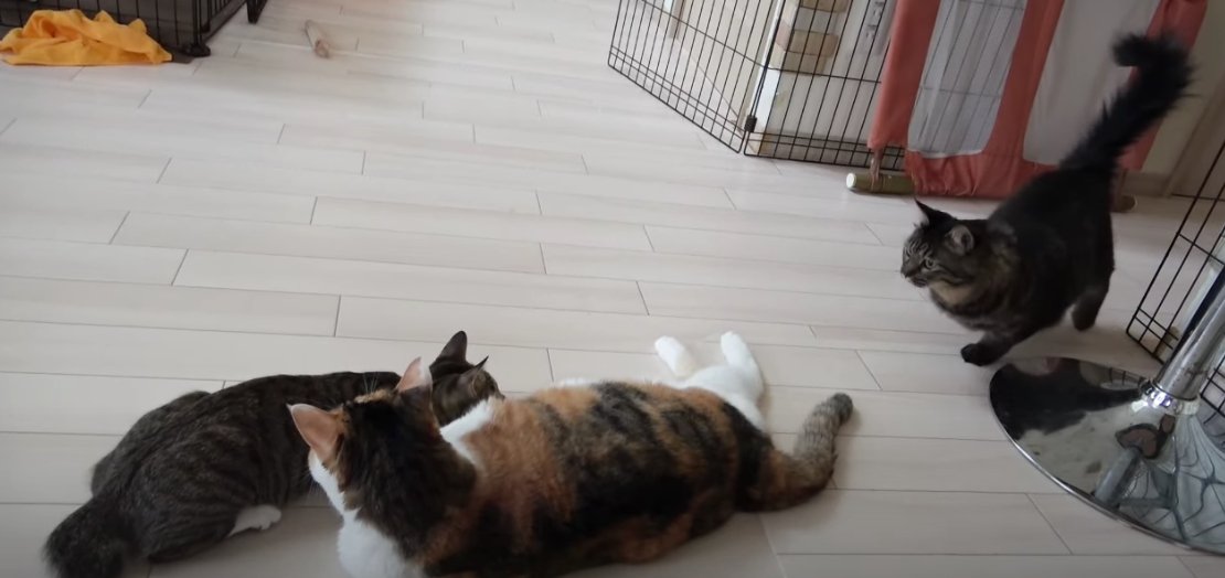 手前に三毛猫とキジトラ猫、奥に長毛猫
