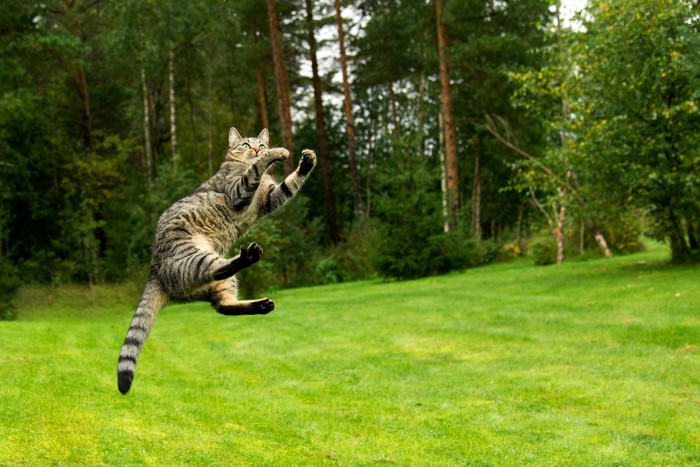 運動する猫