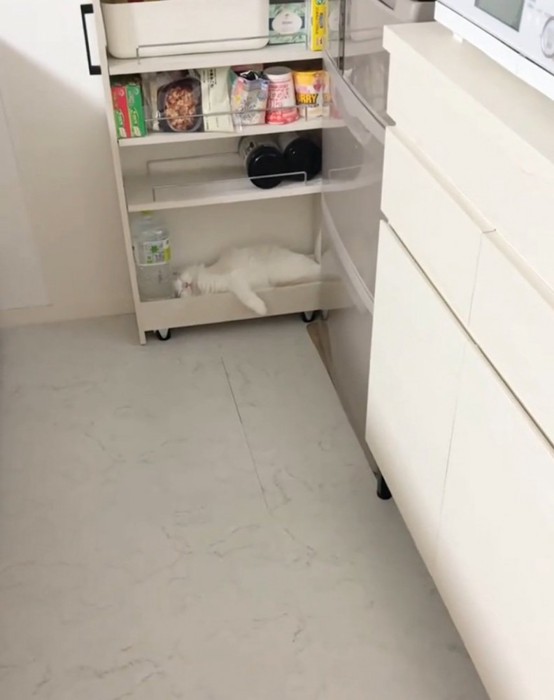 ラックでくつろぐ猫