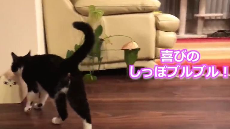 廊下を歩く猫