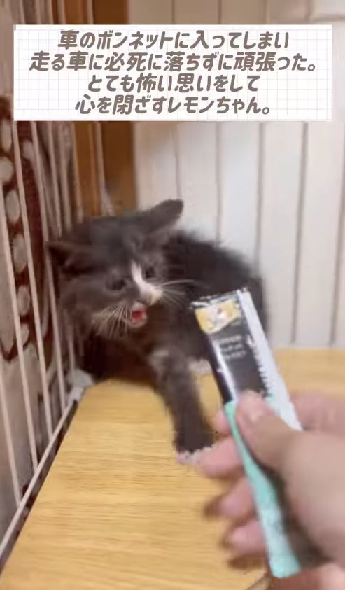 ちゅーるの袋に威嚇する子猫