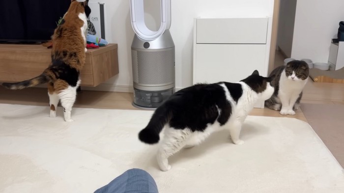 ぽこJくんに近づくうま次郎くん