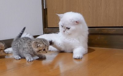 子猫にパンチするパパ猫