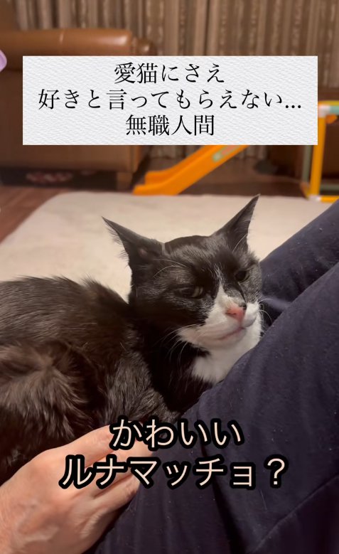 人の上に乗っている猫と「かわいい~」の字幕