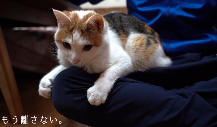 膝を掴む猫