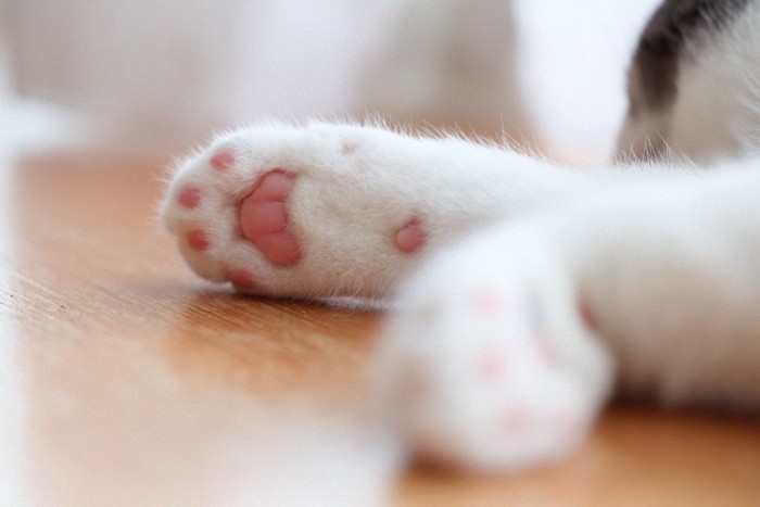 猫の肉球