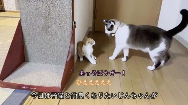 向かい合う猫と子猫