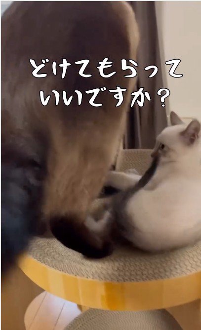 添い寝をしている大人の猫と子猫