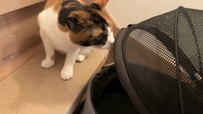 キャリーの匂いチェック