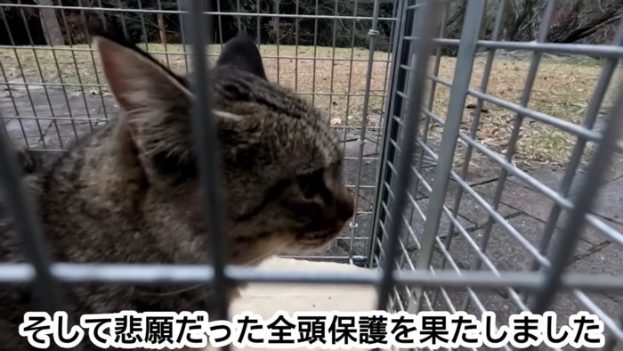 山奥でケージの中に保護されたキジトラ