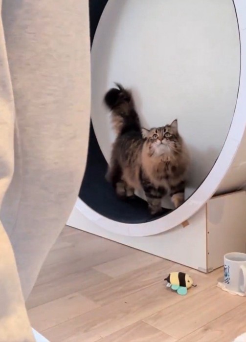 キャットホイールを使う猫