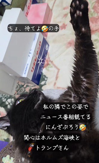 寝ながら手を伸ばす猫