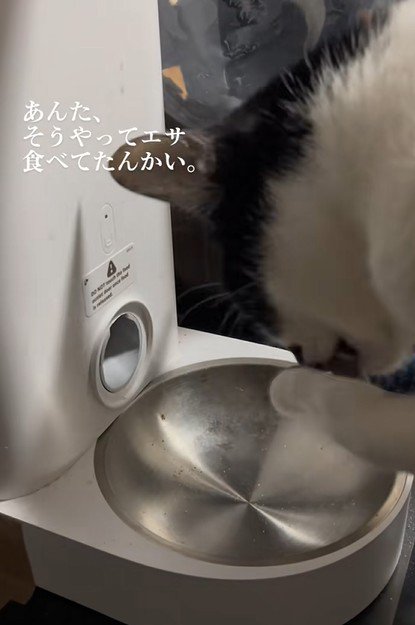 手をペロペロする猫