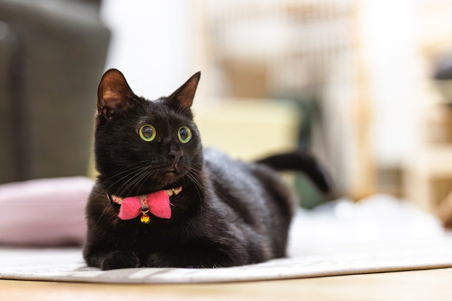 リボンをつけた黒猫