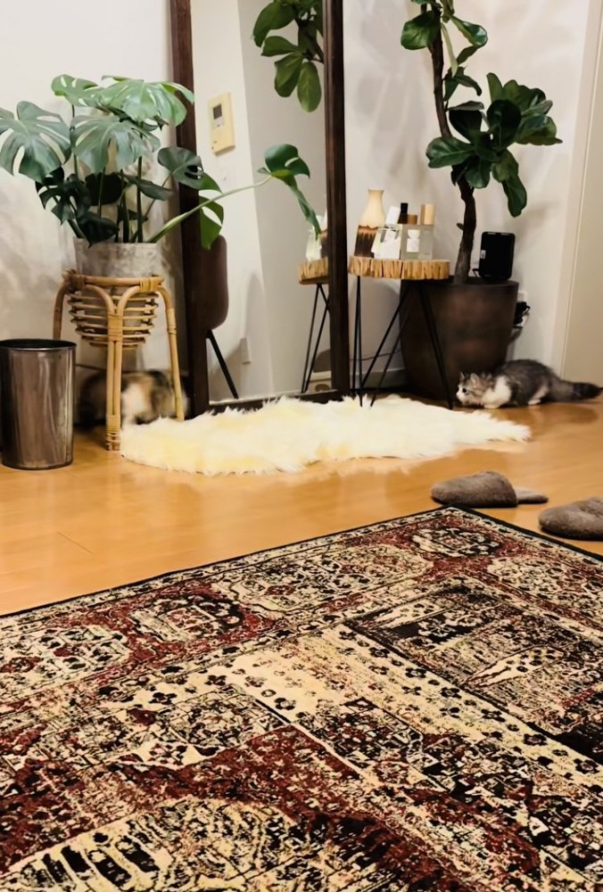 駆けてくる妹ミヌエットを目で追う兄ミヌエット