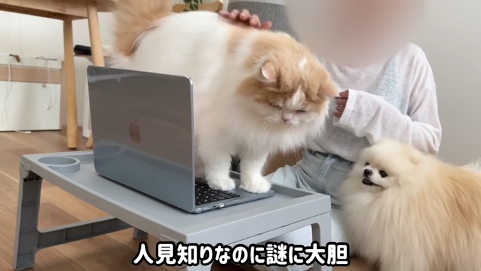 再びキーボードに乗るレモンくん