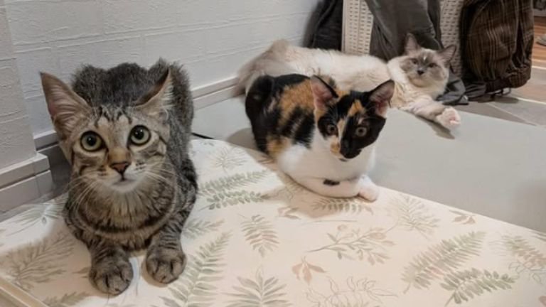 室内にいる猫たち