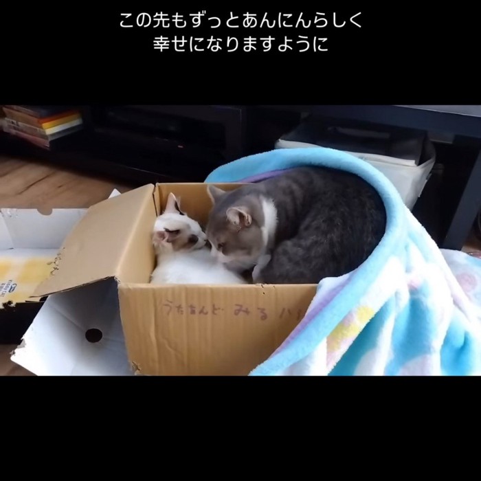 成猫にグルーミングしてもらう子猫