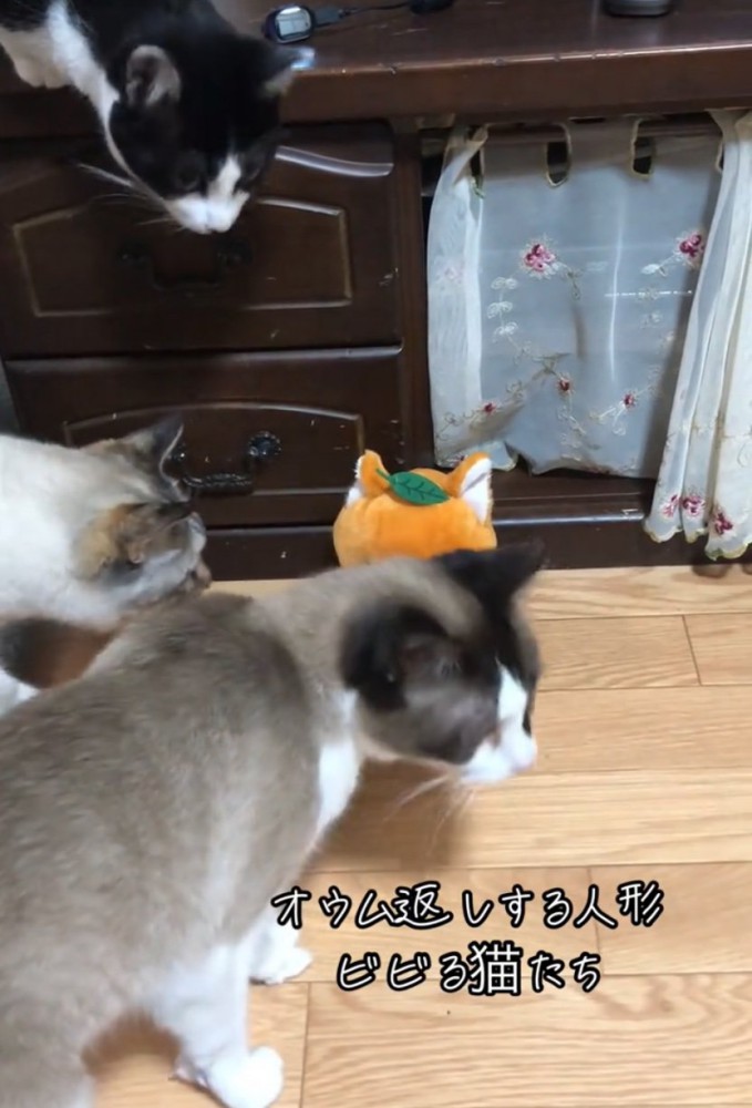 人形を見つめる猫たち