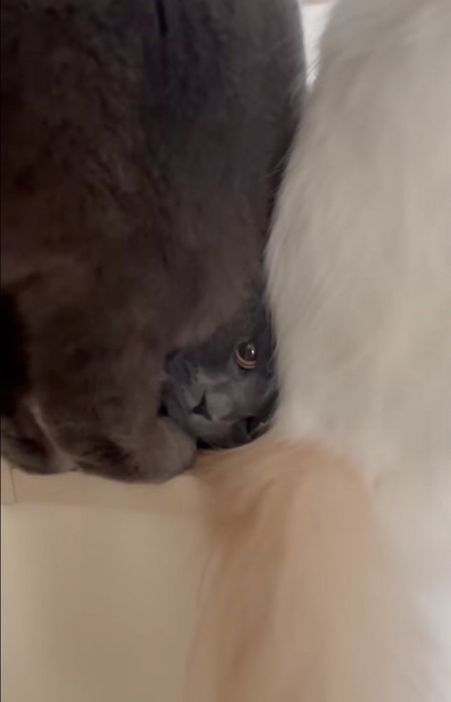 顔を下から覗かせる黒猫