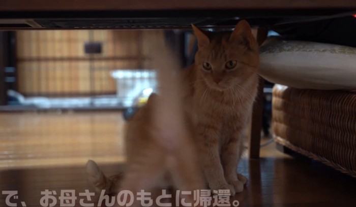 お尻を向ける子猫とそれを見る成猫