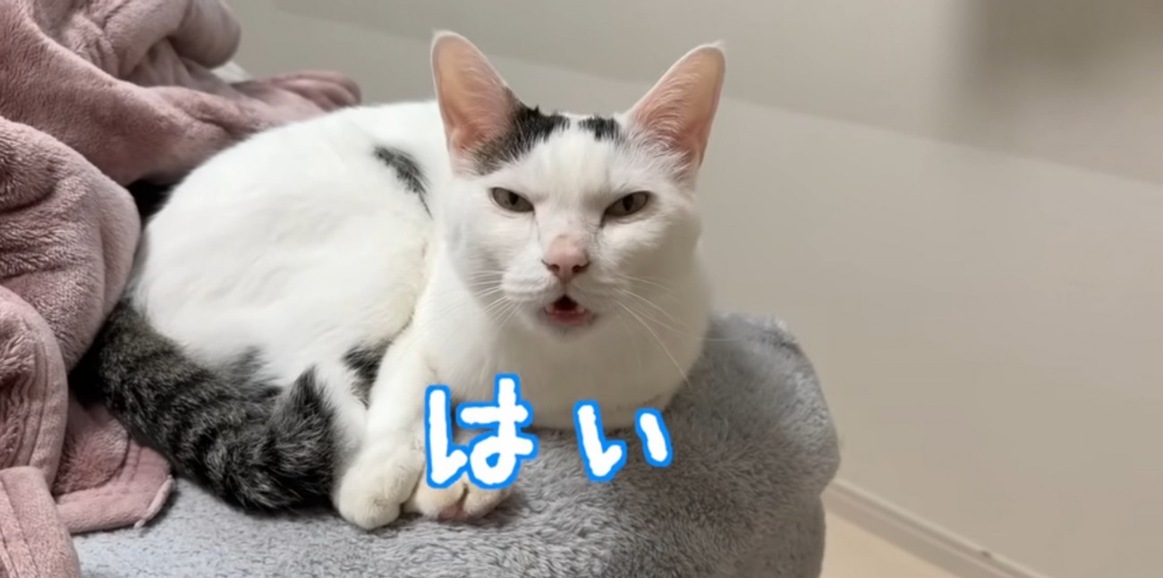 呼びかけに返事する猫