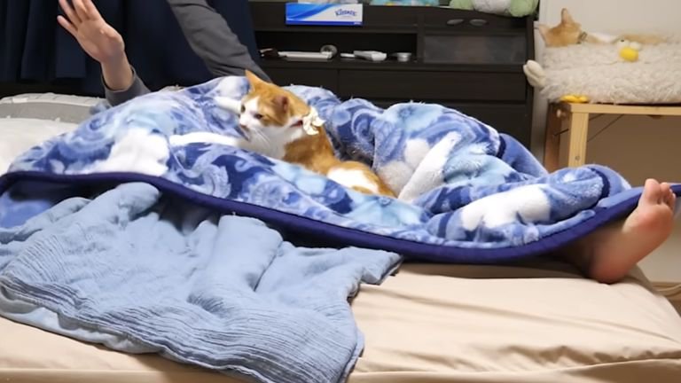 寝室に集まる猫