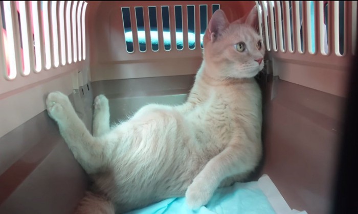 外へと顔を向ける猫