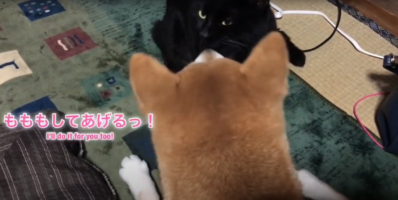 ももちゃんに舐められる天くん