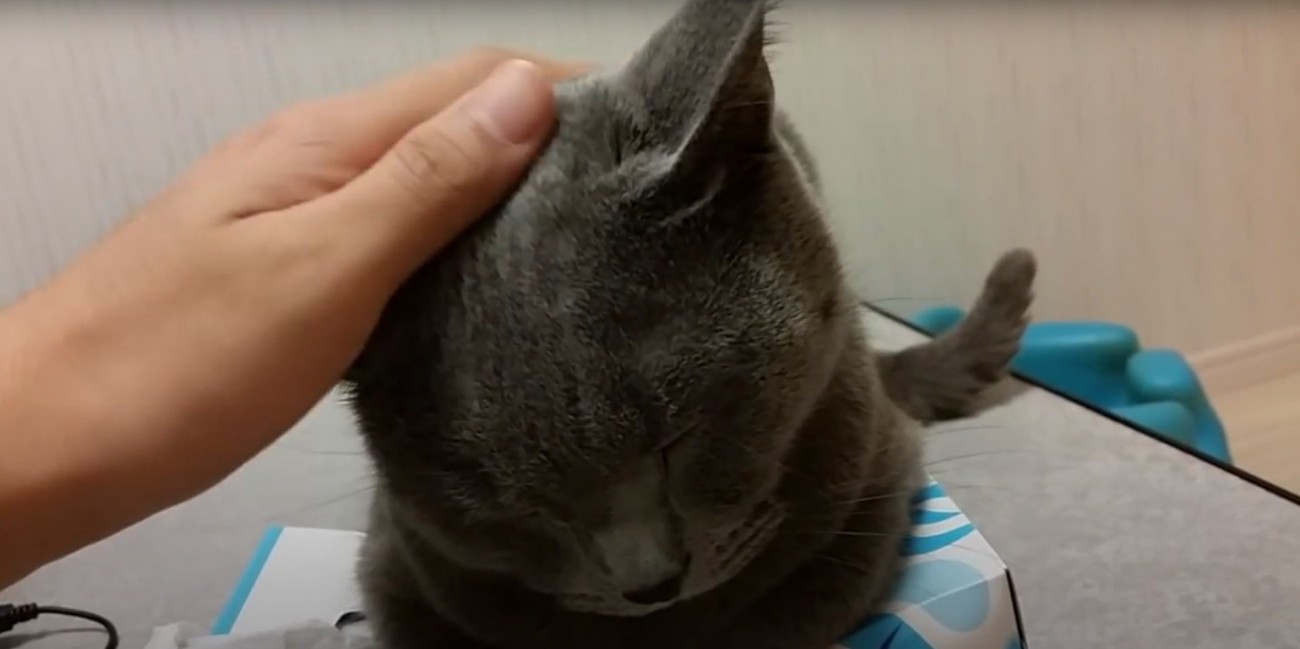 頭を撫でられるすずまろくん