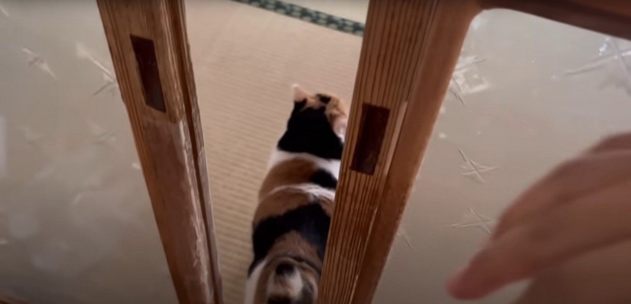 部屋に入ろうとしている猫