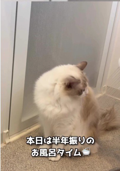 風呂場に座っている猫