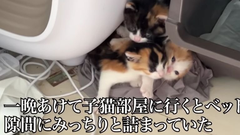寄り添う子猫たち