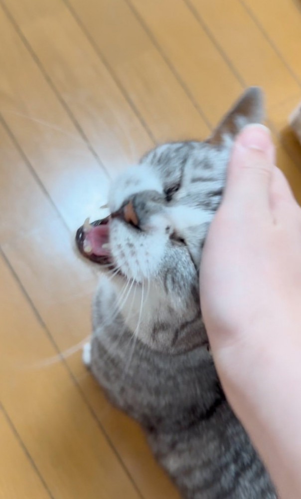 頭を撫でられる猫