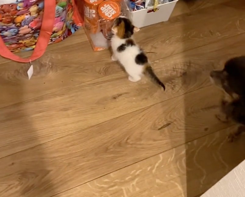 ポテチを盗もうとイタズラ