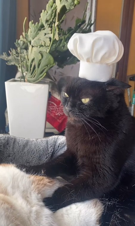 真剣な表情の小鉄くん