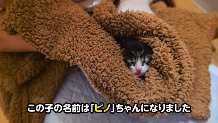毛布で包まれる子猫
