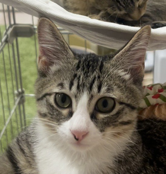 目を開いてカメラを静かに見つめるキジ白猫