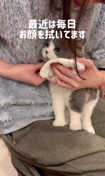 顔を拭かれる猫