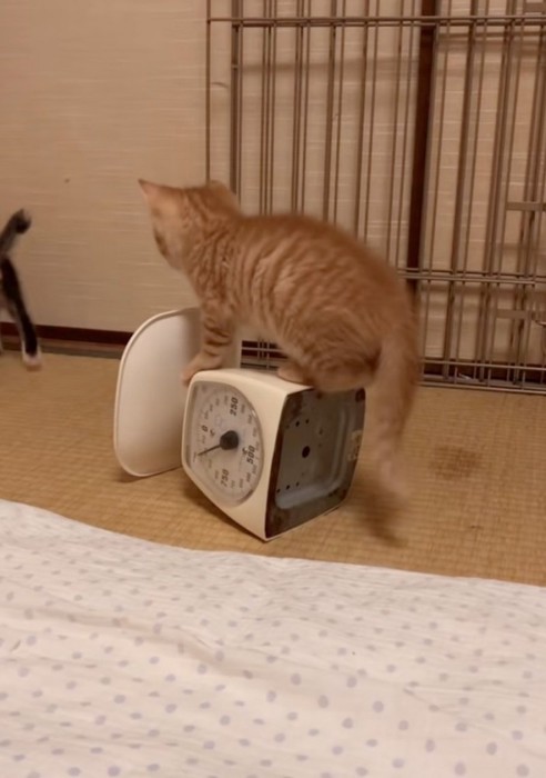 はかりに乗る子猫