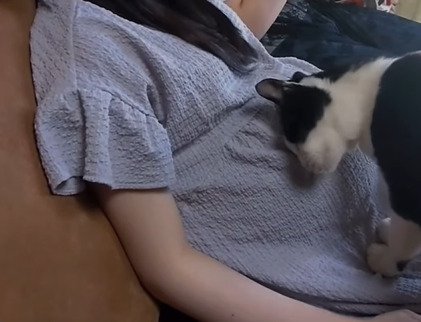 お腹に頭を擦りつける猫2