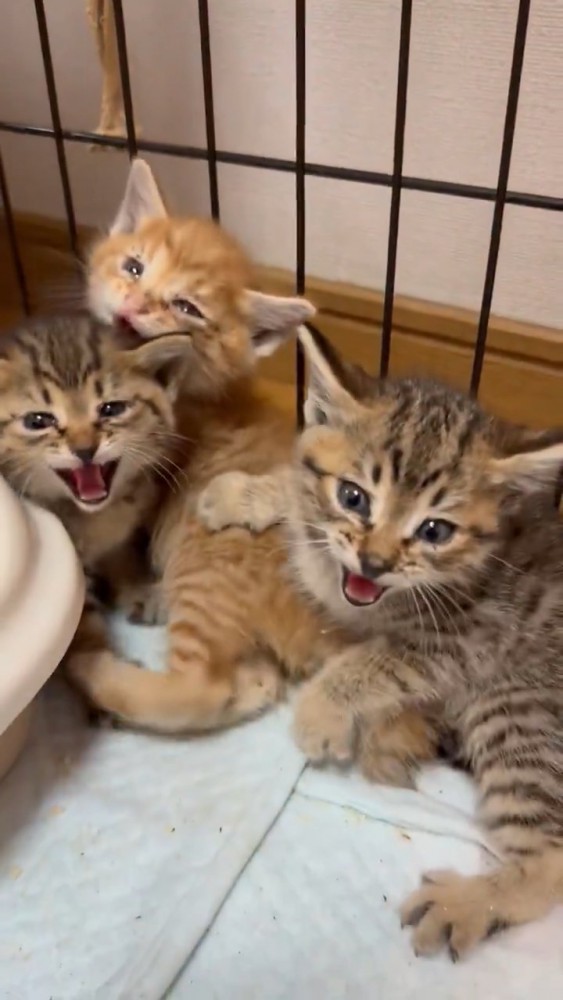 威嚇する子猫たち