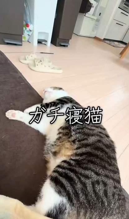 飼い主さんの隣で横になる猫