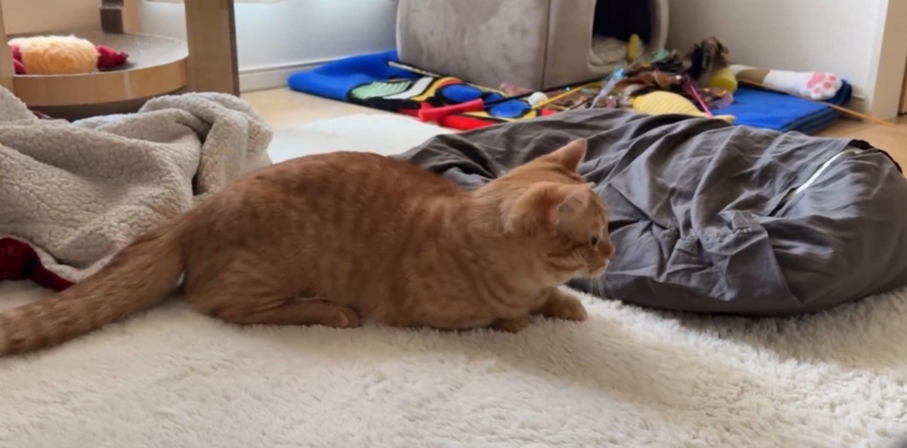 腹ばいのいずくん